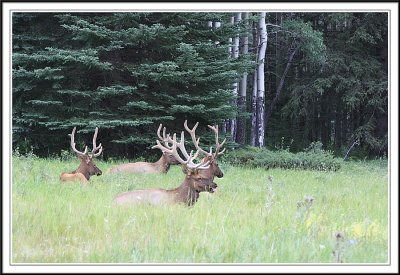 Dears along Bow Valley Parkway