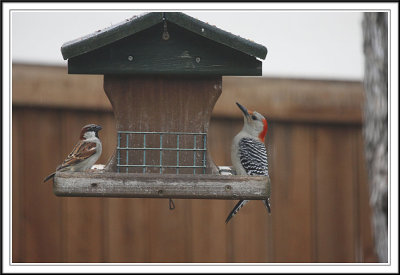 Red-Bellied Woodpecker