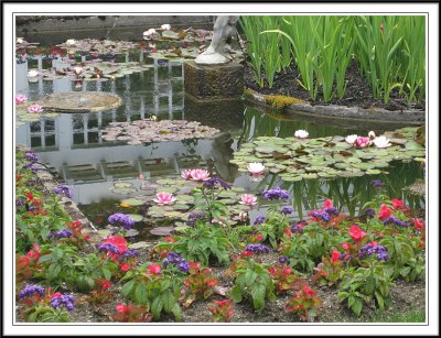 Lily Pond