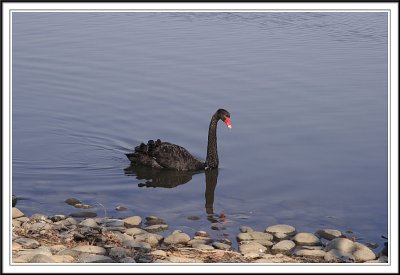 Black Swan in Lake Senba