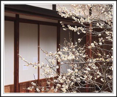 White Plum flowers in Kodokan Hall
