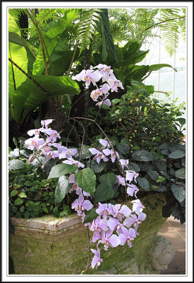 Orchid in Conservatory