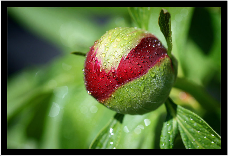 Red drops