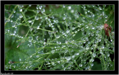 Morning dew