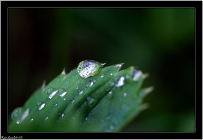 Drops of water