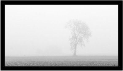 Foggy tree