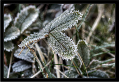 Strawberry leaf