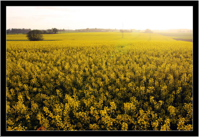 Yellow Field