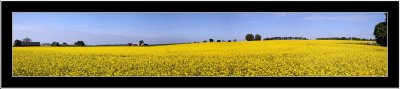 Another yellow field