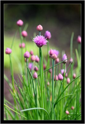 Chives