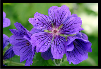 Flower drops
