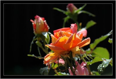 Rose
