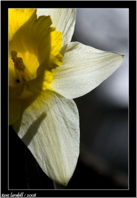 Daffodil