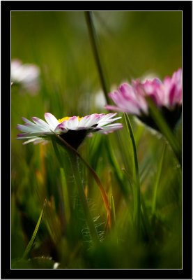 Small flower