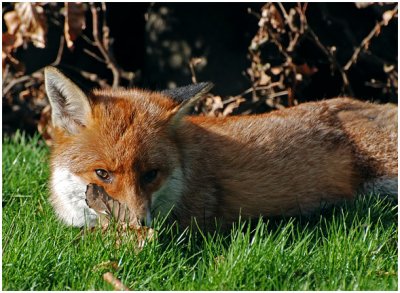 foxRest1.jpg