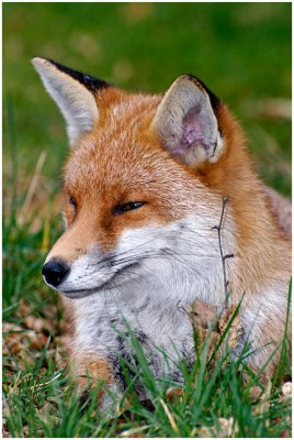 fox12.jpg