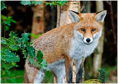 fox14.jpg