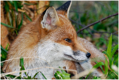 fox16.jpg