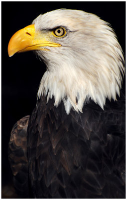 baldEagle3.jpg