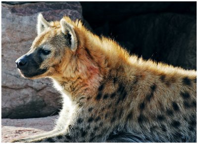 TOhyena1.jpg