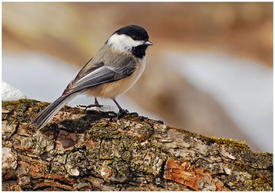 chickadee13.jpg