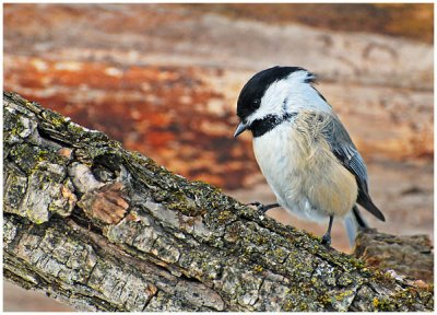 chickadee14.jpg