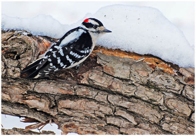 downyWoodpecker14.jpg