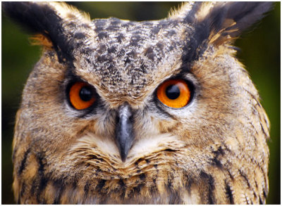 owl1.jpg