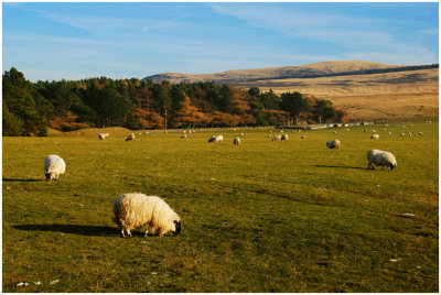 pentlandHills3.jpg