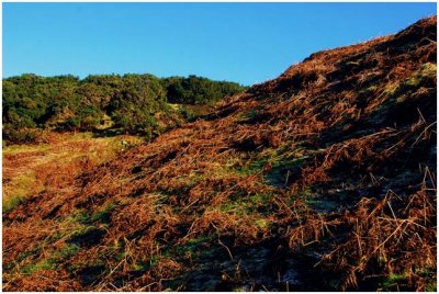 pentlandHills4.jpg