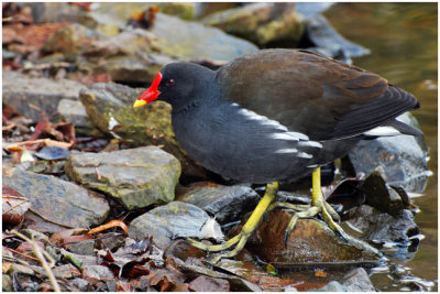 moorHen1.jpg