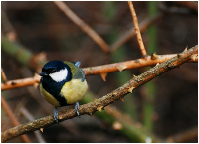 coalTit3.jpg