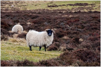 pentlandHills17.jpg