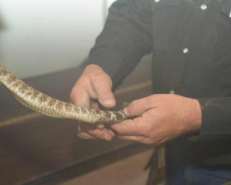 Counting the colored rings, not the number of rattles to try to age the snake