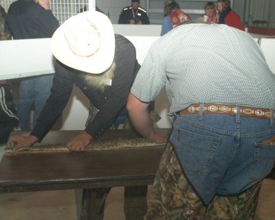 Measuring the Snakes, the hunters tend to bring in the larger snakes since the smaller ones don't weight much