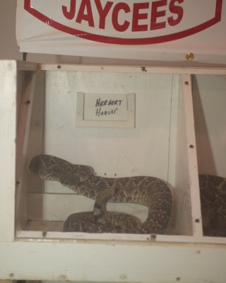 This snake stayed in this strike pose for several minutes-thank goodness he was behind plexiglass
