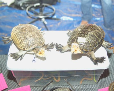 Rattle-Turtles