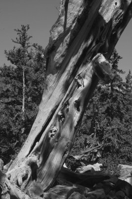 2009-a 062bw.jpg