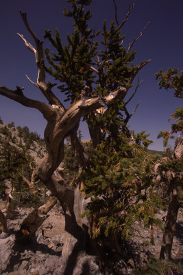 Bristlecone Pines