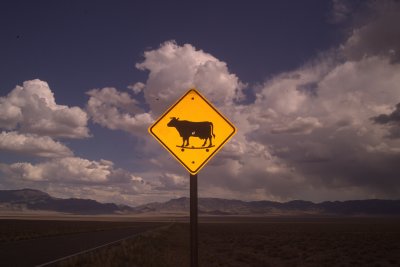 Skateboarding Cows in Area