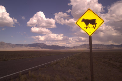 Milk Cows Known to be Skateboarding in Area