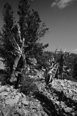 2009-a 548bw.jpg
