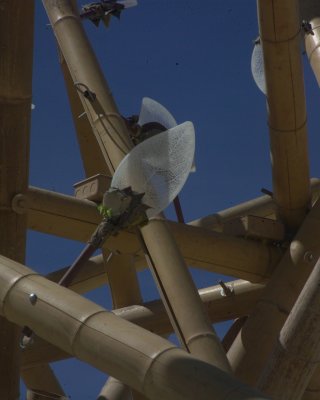 Burning Man 2010c 480.JPG