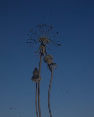 Burning Man 2010d 054.JPG