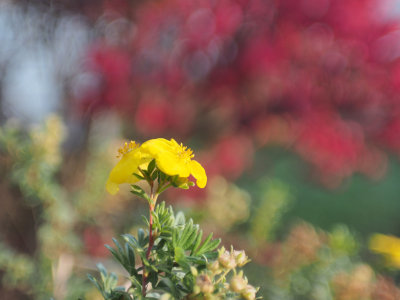 KironFlower20.jpg