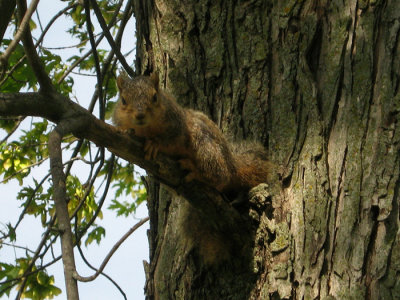 Park Squirrel700.jpg