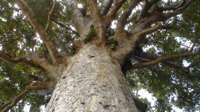 Kauri tree, northern NZ