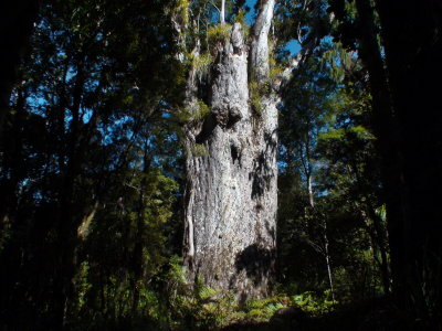 Te Matua Ngahere - largest Kauri tree