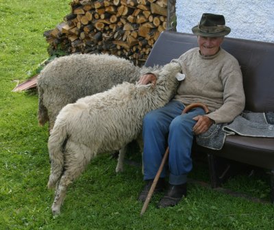 Geta's father and his sheep.JPG