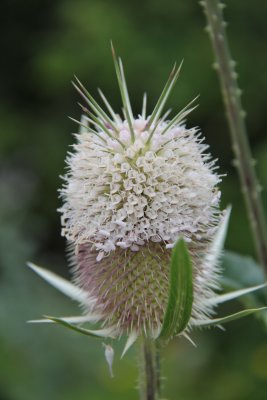 BG10_065_blooming thistle_Zheravna.JPG
